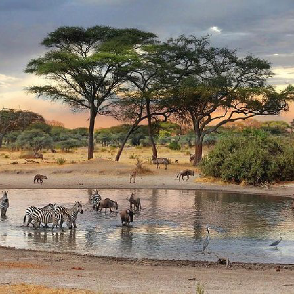 8 DAYS COMBINED KENYA & TANZANIA BUDGET SAFARI